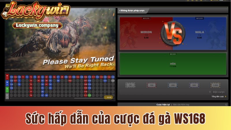 Sức hấp dẫn của cược đá gà trực tiếp WS168