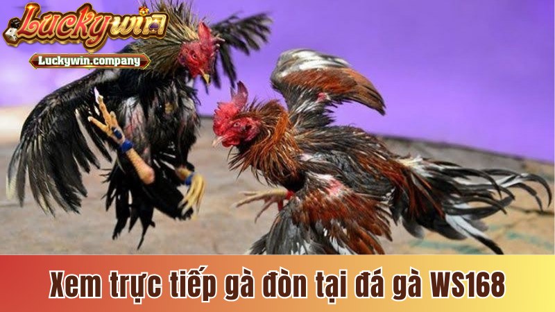 Xem trực tiếp gà đòn tại sảnh đá gà WS168